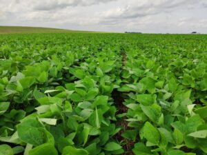 Plantação de soja, que foi adubado via foliar