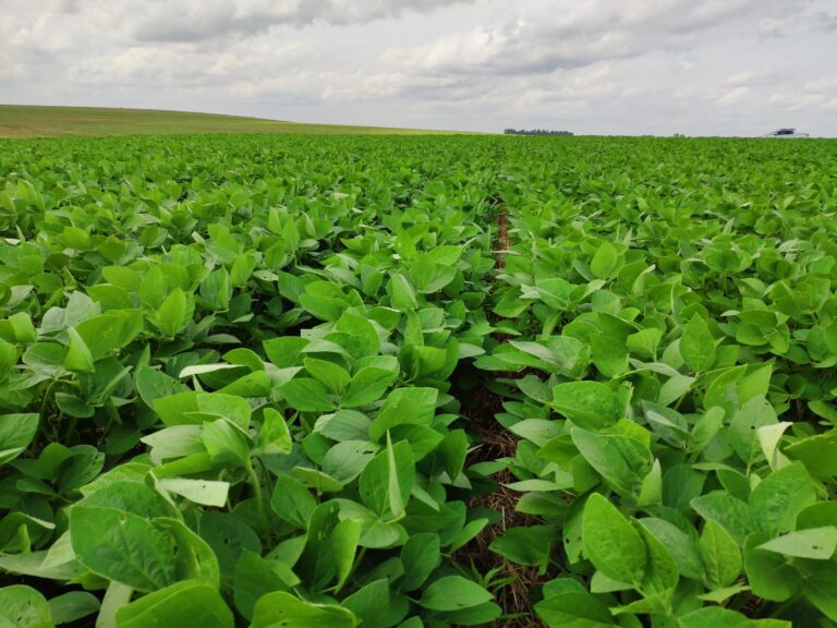 Plantação de soja, que foi adubado via foliar