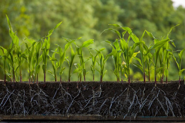 Densidade de plantas e ecofisiologia do milho