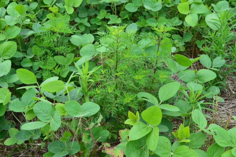 Dessecação e manejo de plantas daninhas antes do plantio