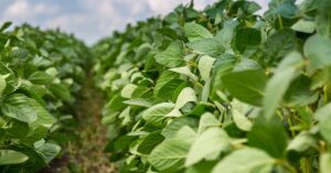 Yield Gap e potencial produtivo na soja