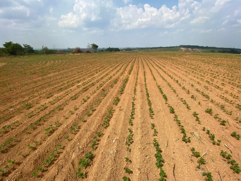 Falhas no plantio: causas e diagnóstico