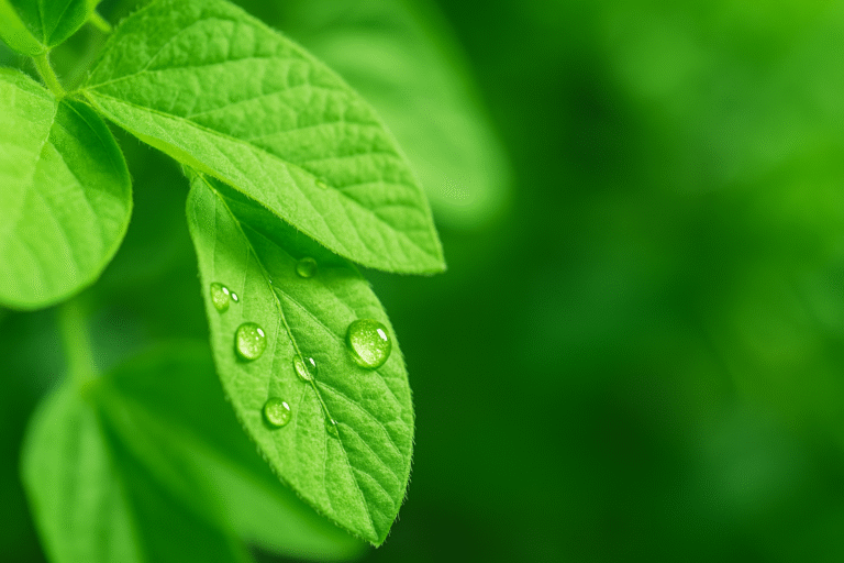 Nutrição foliar