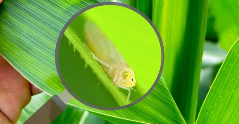 Manejo de pragas nas grandes culturas