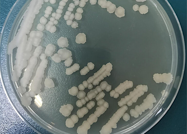 bacillus