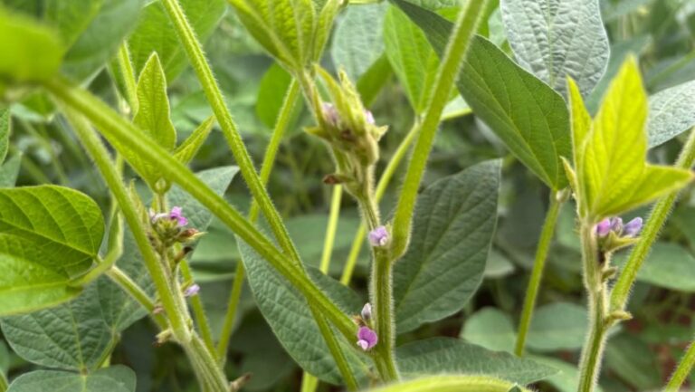 FLOR DA SOJA