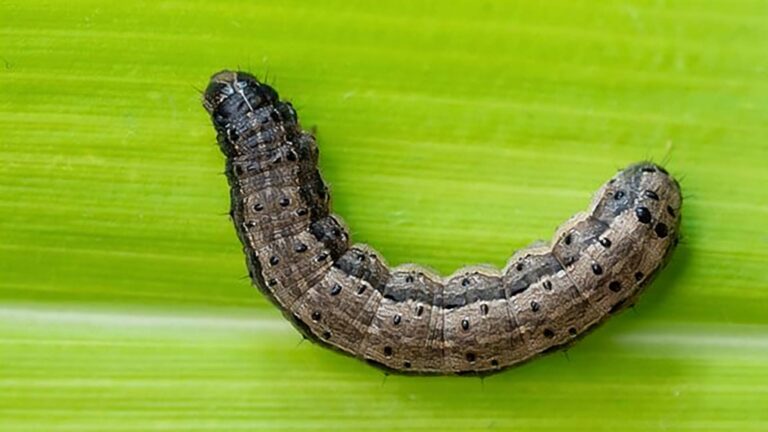 Manejo de Spodoptera no sistema de produção