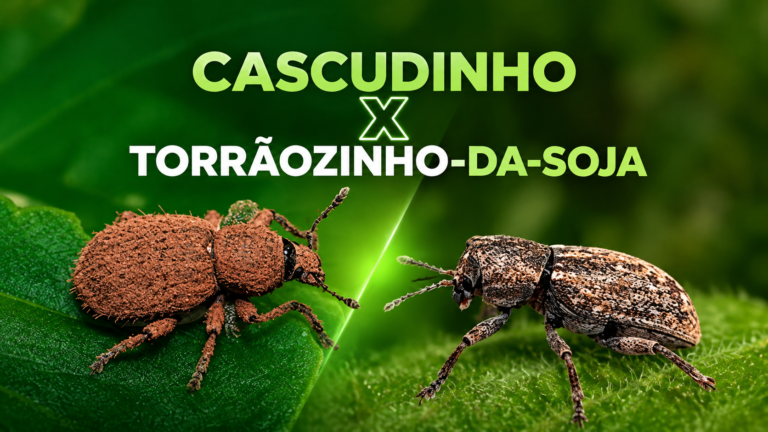 Cascudinho x torrãozinho-da-soja